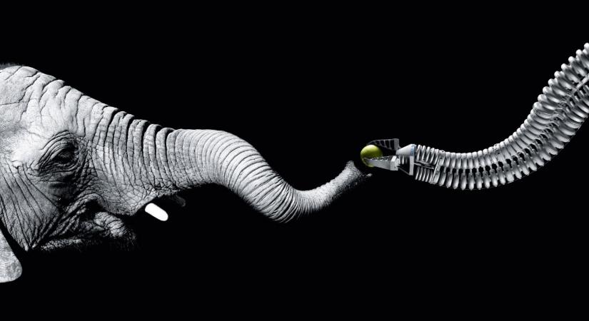 Áttörést hozhatnak a robotikába az elefánt ormányát imitáló lágyrobotok