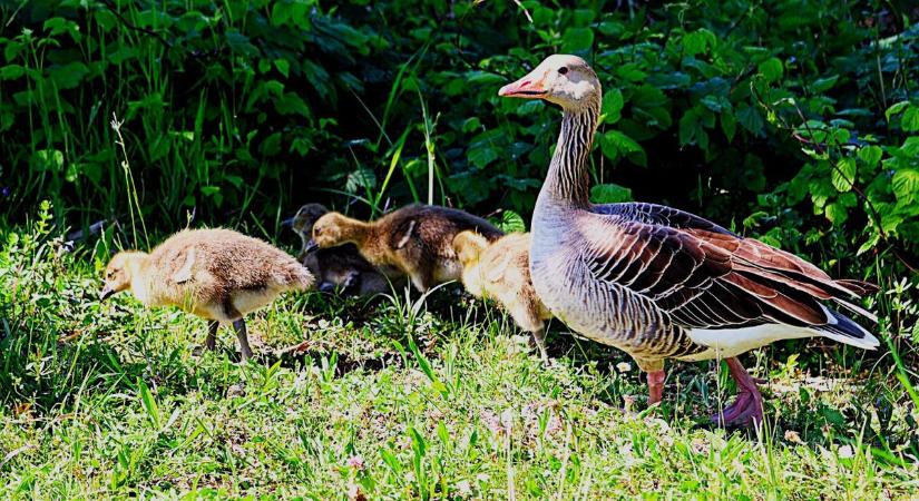 Nagyon édes vadlibákat fotóztunk a tóparton, ne hagyja ki! (galéria)