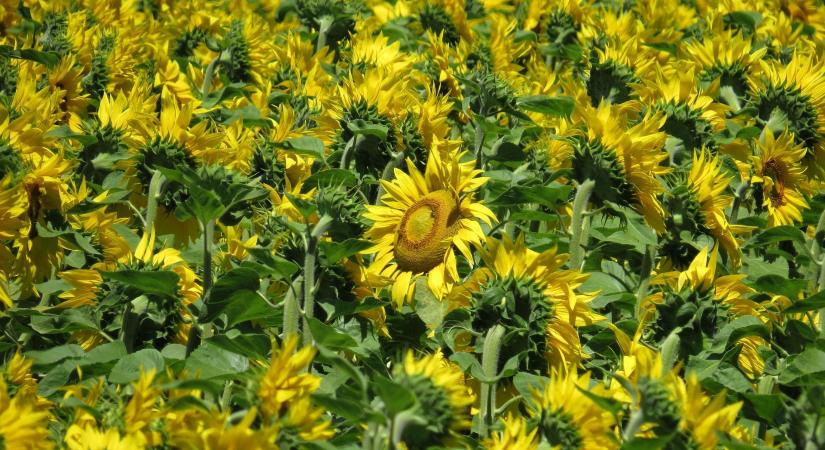 A napraforgóval bővül a GOSZ-VSZT-NAK országos fajtakísérle