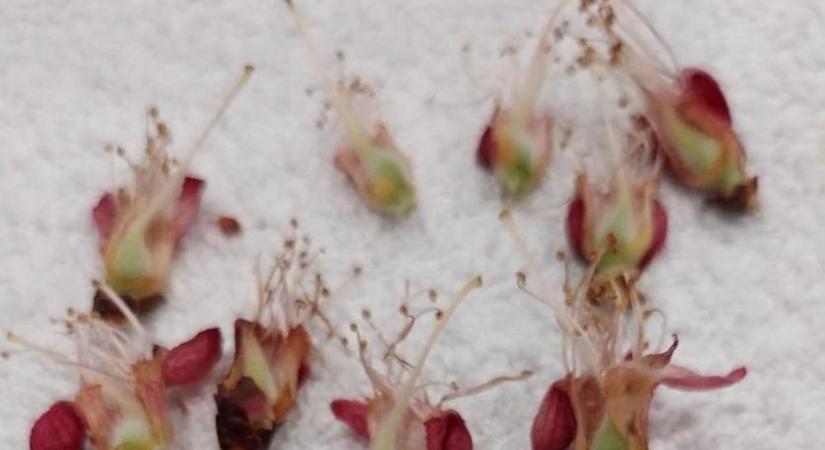 Fagykár lokálisan: még nincs vége?