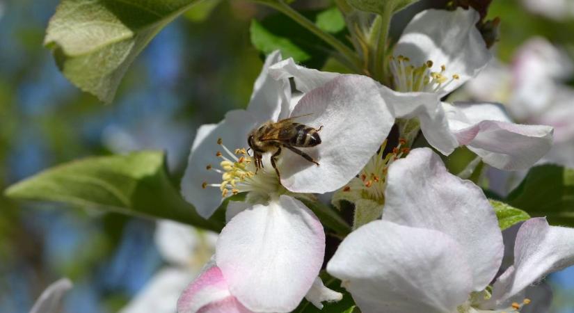 Hűvös napok sorozata, délnyugaton kisebb eső is jöhet