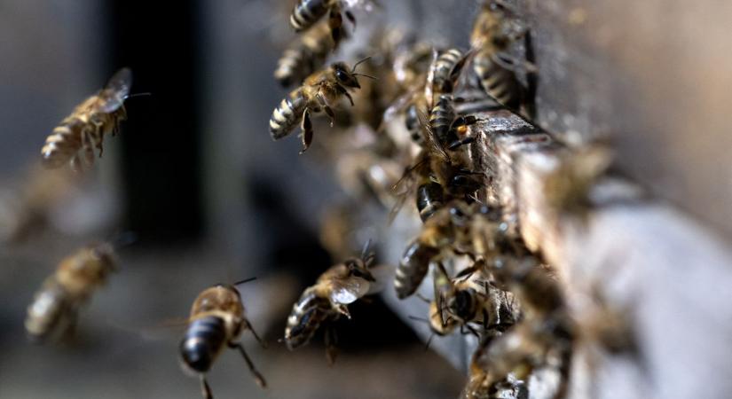 Benéztek egy temető alá a kutatók, 5 600 000 méhre bukkantak