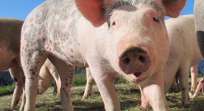 A nyerstej és a vágósertés ára csökkent, a tojás drágult márciusban