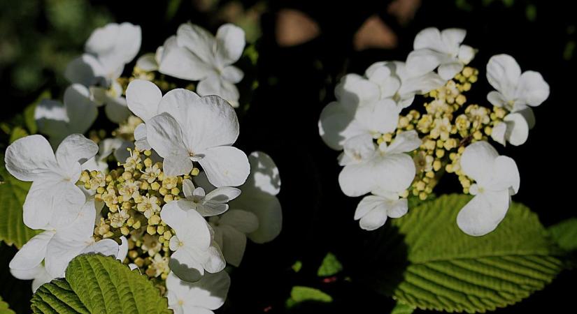 Ha ilyen növényed van, a madarak meghívó nélkül is érkeznek (galéria)