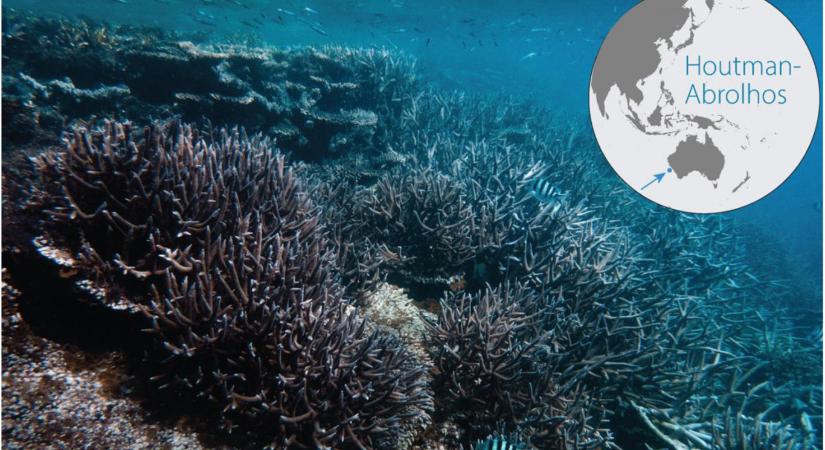 Elképesztő hőséget éltek túl egy távoli szigetcsoport korallzátonyai a tavalyi pusztító tengeri hőhullámok közepette