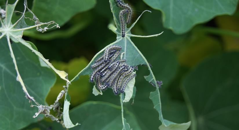 Folytatódik a GRASSLAND modellgazdasági bemutató sorozat