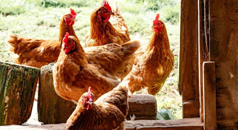 Vége az olcsó lengyel húsnak? Új korszak kezdődik a hűtőpultokban