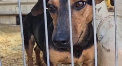 Piskótatallér gazdit keres!