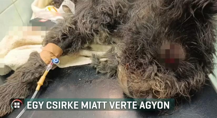 Egy csirke miatt ölte meg a kutyát – 3 évet is kaphat az abonyi férfi