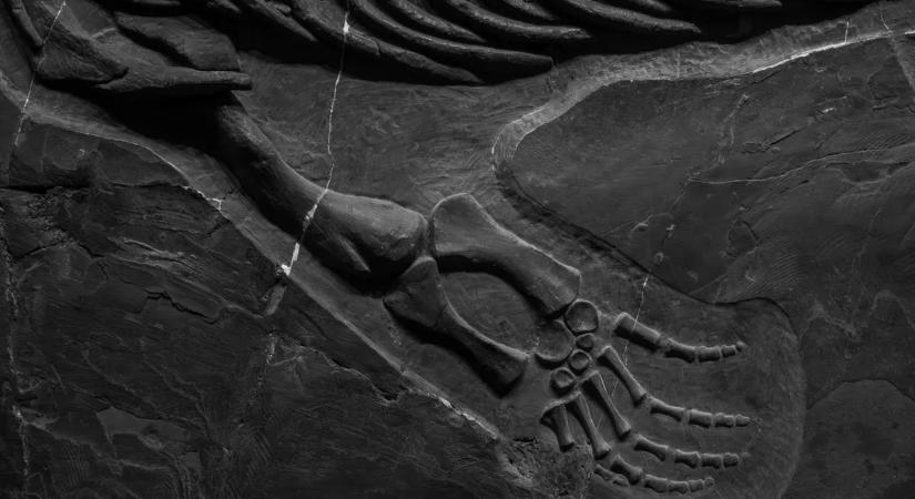 Elképesztő fordulat: egy hörcsögméretű lény írhatja át a Föld történetét