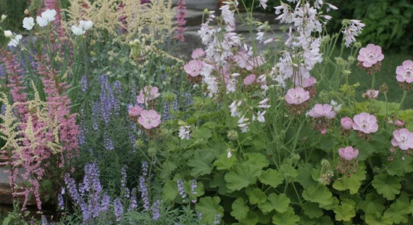 Ezek a virágok nem fogják kinőni a kerted – a kis kertek titka