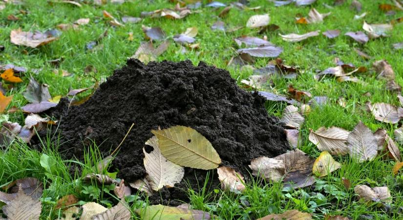 Vakond ellen: mit tehetsz, ha egyre több túrás jelenik meg?