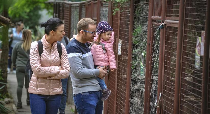 Tündéri videón a Gyöngyösi Állatkert kiscsikója