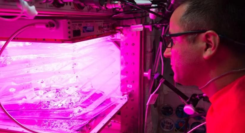 Tudományos áttörés: meglehet a szívbetegségek ellenszere