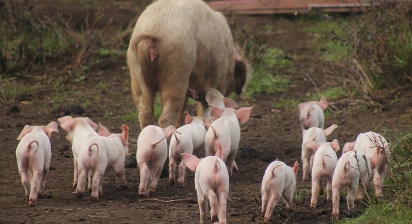 A sertéstelepeket is elérte a pusztító kór ebben az európai országban