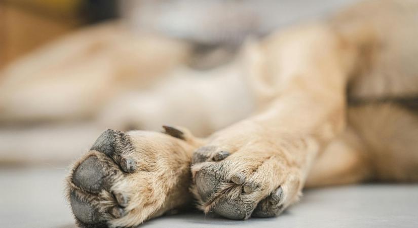 Kutyát ölt egy csirke miatt a szadista állatkínzó: a kutya gazdája szerint a férfi őt is meg akarta ölni – videó