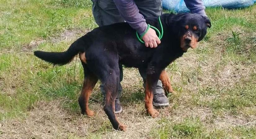 A kaposvári kutyapokolból mentették ki a két rottweilert, hamarosan örökbe lehet fogadni a kutyusokat