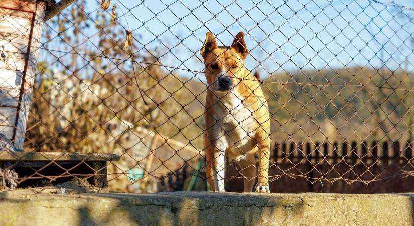 Tűrhetetlen zaj a szomszédból: mit tehetsz, ha nem hagy aludni a kutyaugatás?