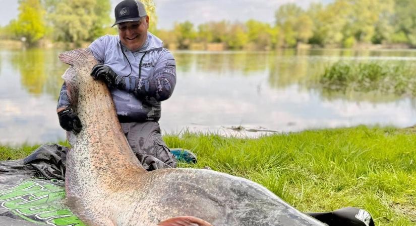 A 236 centis szörnyharcsa majdnem a vízbe rántotta a horgászt – Döme Gábor neve is előkerült