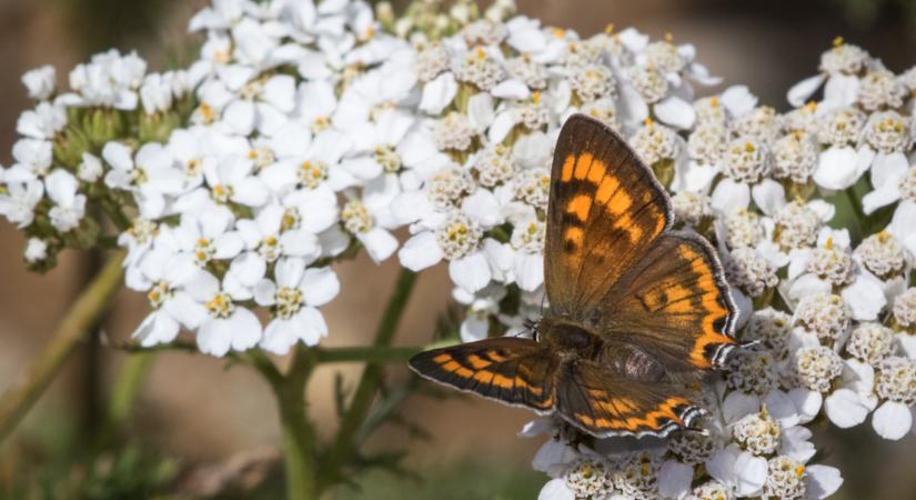 Nem a virágok számítanak! Ezzel az egyszerű trükkel lesz tele pillangókkal a kerted!