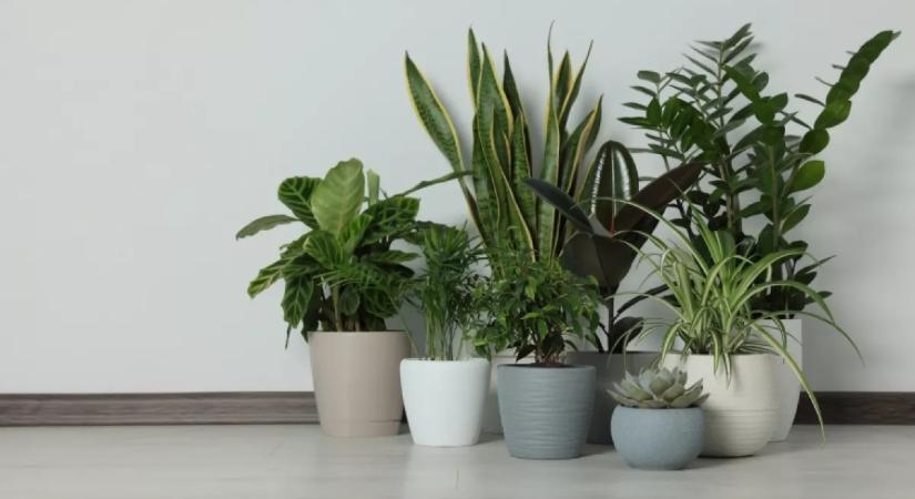 Ha ezt a növényt a nappaliba teszed, a levegő magától megtisztul: még a szagokat is eltünteti