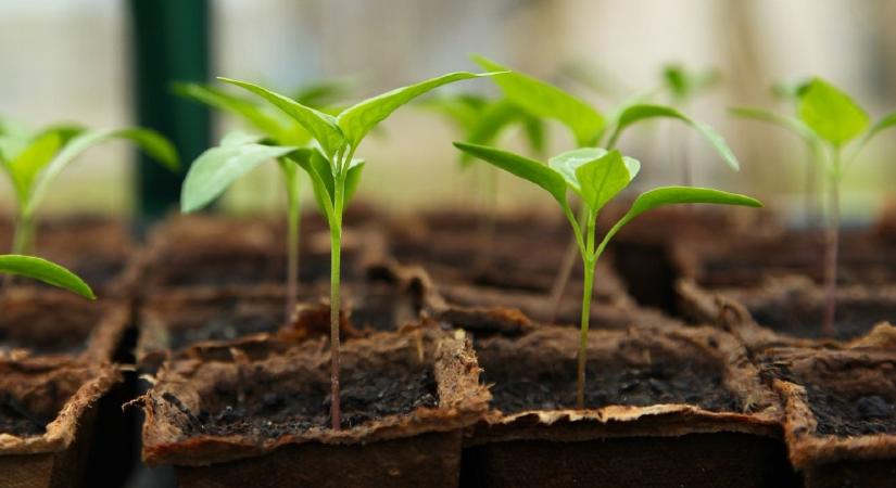 Ezt a módszert használják a kertészek, ha biztosra akarnak menni