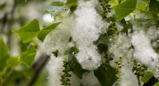 Még tart a pollenszezon késő tavaszi legerősebb terhelésű időszaka
