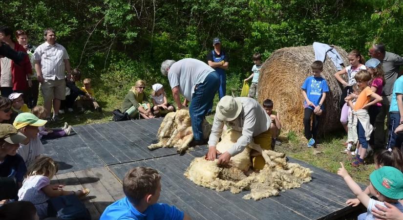 A magyar pásztorkultúra gazdag világába pillanthatunk be a hortobágyi gyapjúfesztiválon