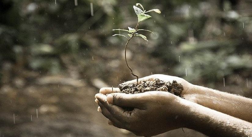 Ezért fontos a megfelelő talaj - ezen múlik minden