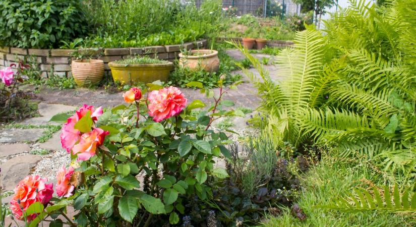 Kíváncsi szomszédok? Ezek a növények szó szerint „láthatatlanná” teszik a kerted