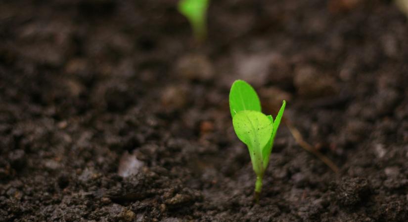 A kertész elárulja: 5 ok, amiért a veteményesed szépen nő, de mégsem hoz termést