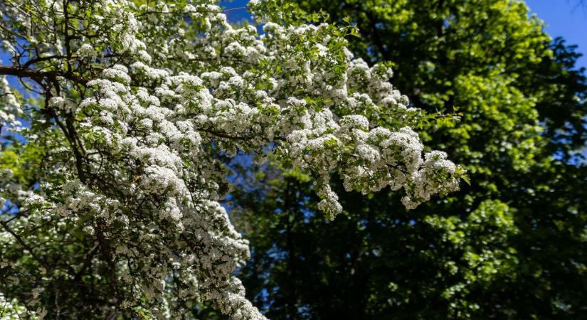 Fátyolfelhők rondítanak bele a napba: ezt hozza a keddi időjárás
