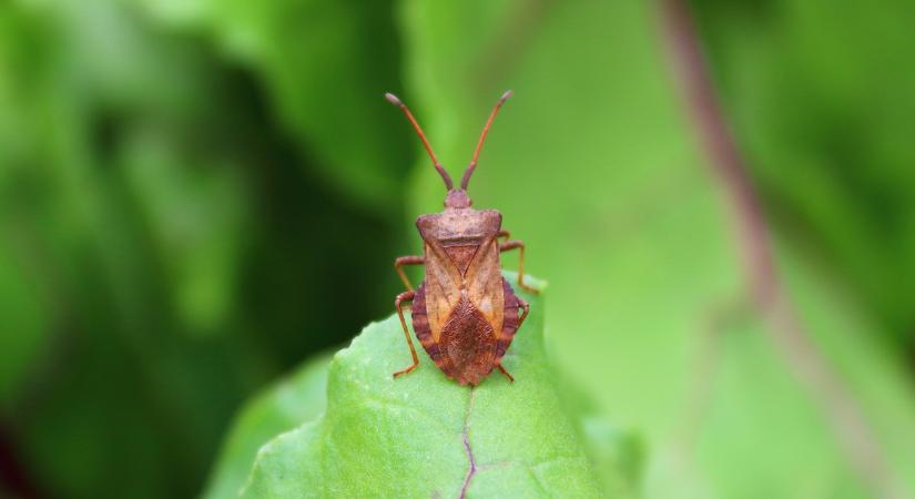 Undorító szag, tönkretett termés - egyre több kertben felbukkanó „betolakodó”