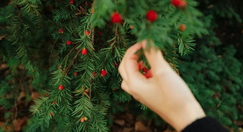 Súlyos veszély bújik meg a kertekben, egyetlen érintés is bajt okozhat