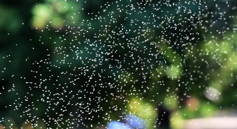 Árvaszúnyogveszedelem a Balatonnál: idén ez várható