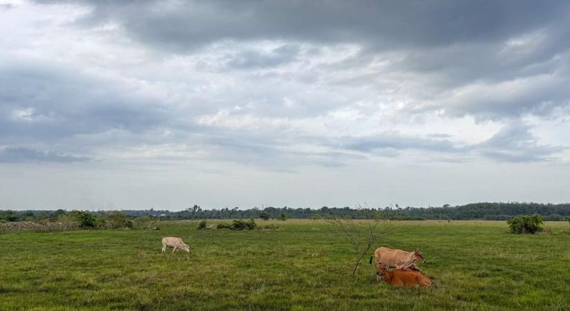 Enyhe kedd jön, délutáni felhősödéssel Győr-Moson-Sopronban