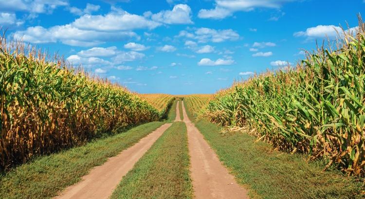 Drága műtrágya szorítja ki a kukoricát