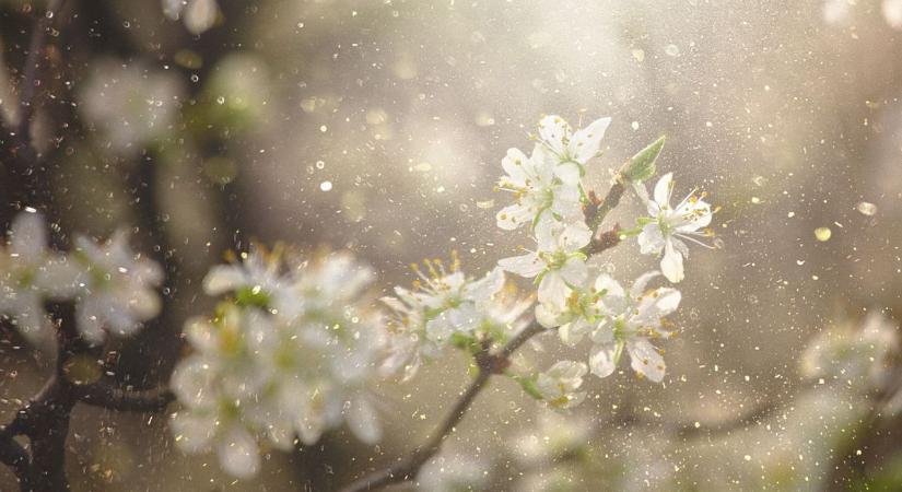 A pollenek nemcsak az orrunkat zavarják, a növényekre is hatnak – a méhek és a lepkék titka...