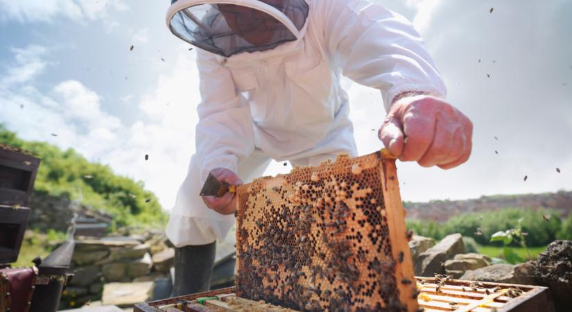 Súlyos veszélyben a magyar méz: végleg tönkremehet a hazai ágazat?