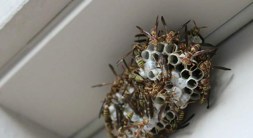 Félelmetes fullánkok: működik a házi darázsirtás – így győzheted le a betolakodókat egyszerűen és a legolcsóbban