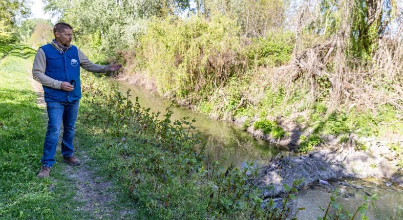 Különleges módszerrel mentették meg a tatai védett élőhelyet