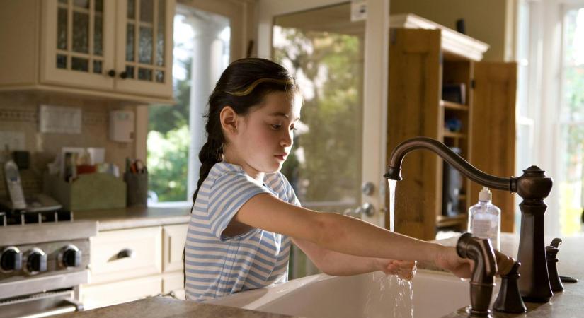 A csodafa újabb csodás képessége derült ki: mikroműanyagok 98 százalékát kivonja a vízből