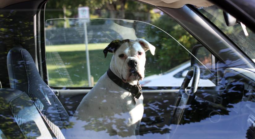 Fű alatt élesedett komoly KRESZ-változás, hamarosan új okmányok is kellenek: ez rengeteg magyart érint