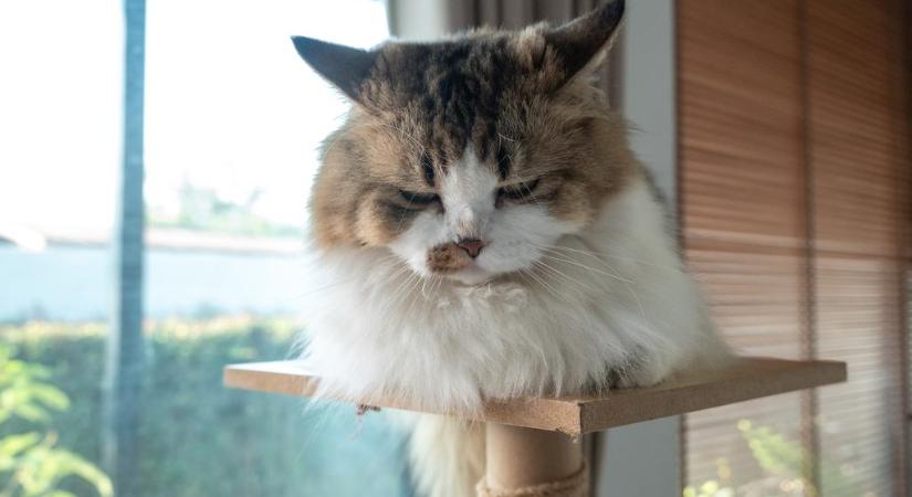 A macskák 5 betegsége, amit gyakran túl későn veszünk észre