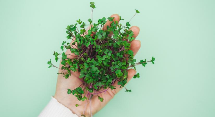 Meglepő, de igaz: ez a zöldség segíthet elkerülni a „kajakómát”