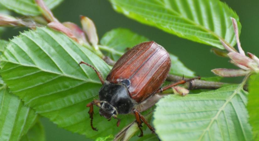 Itt a rajzás! Így védekezz a cserebogarak ellen!