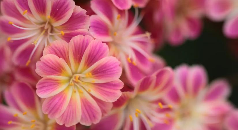 Kevés vizet igényel, mégis egész nyáron virágzik – ezért ültetik most sokan a porcelánrózsát