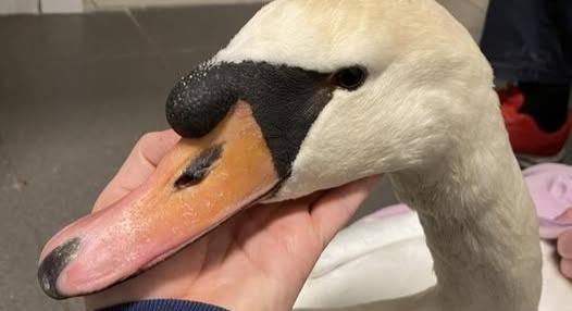 Agyonlőtték Gáspárt, a híres csepeli hattyút