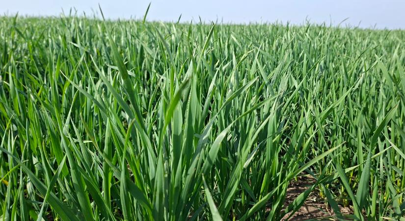 Európai vegetáció: az összkép nincs összhangban azzal, amit mi látunk