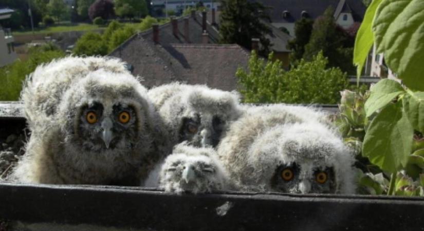 Fészkelő erdei fülesbaglyok országos lakossági felmérése